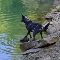 Hund am See